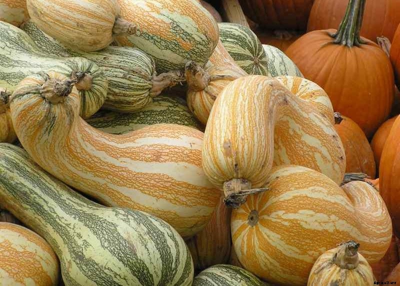 The Modern Farmer Guide to Winter Squash Varieties