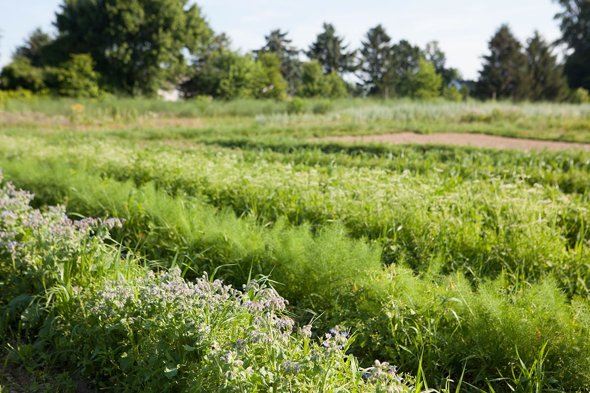 Growing Medicine: This Nurse-Turned-Farmer Found Balance Farming Herbs, Not Food