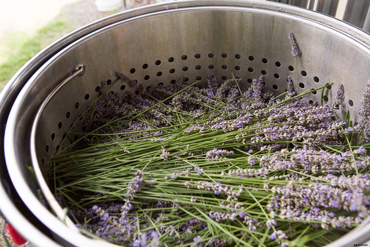Growing Medicine: This Nurse-Turned-Farmer Found Balance Farming Herbs, Not Food