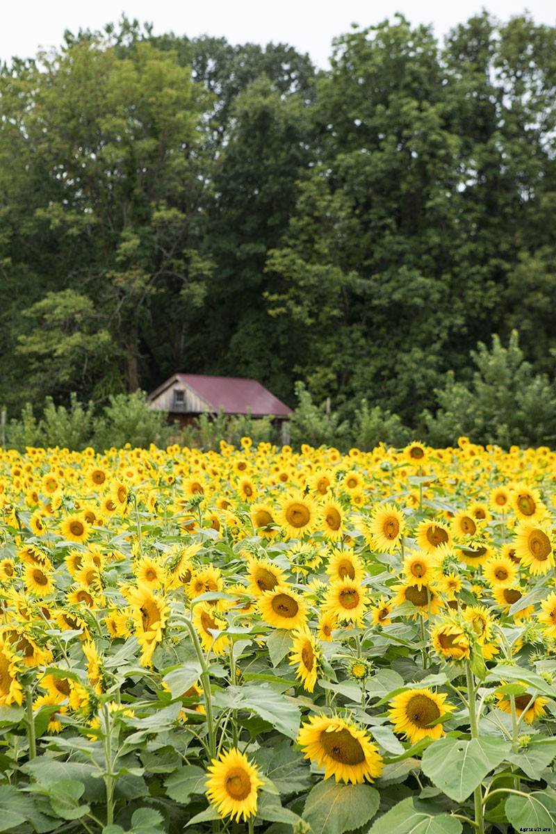 Growing Medicine: This Nurse-Turned-Farmer Found Balance Farming Herbs, Not Food