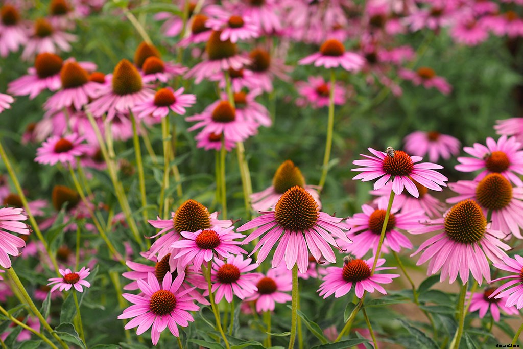 7 Medicinal Plants You Can Grow at Home