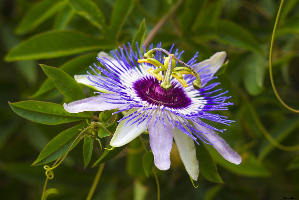 7 Medicinal Plants You Can Grow at Home