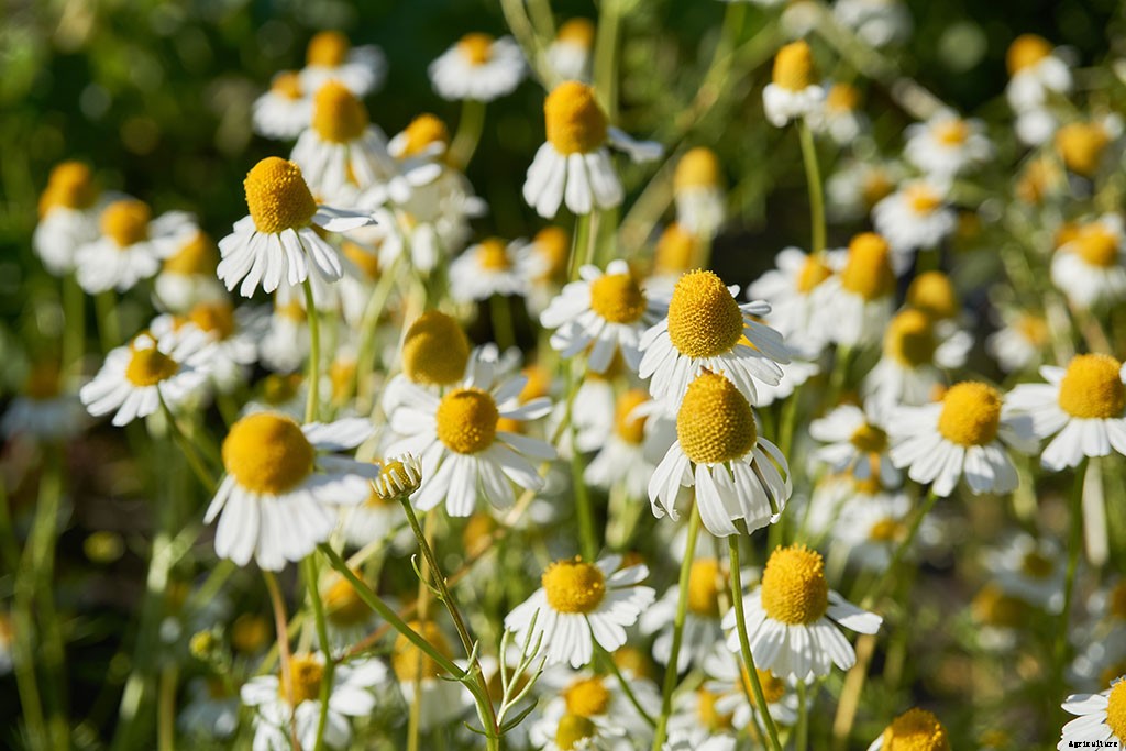 7 Medicinal Plants You Can Grow at Home