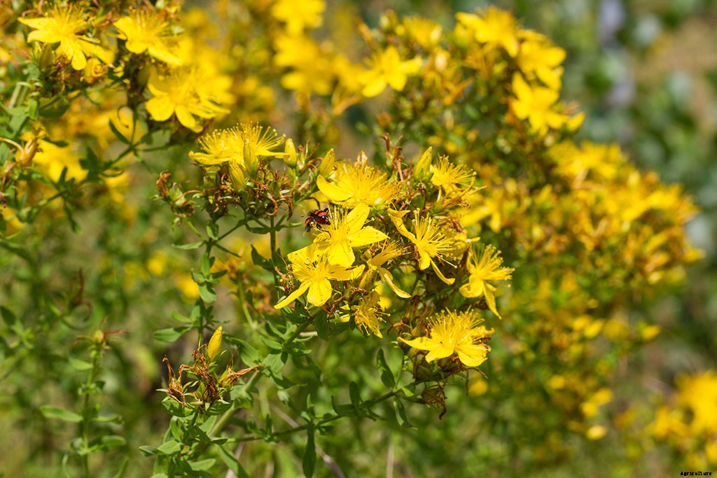 7 Medicinal Plants You Can Grow at Home