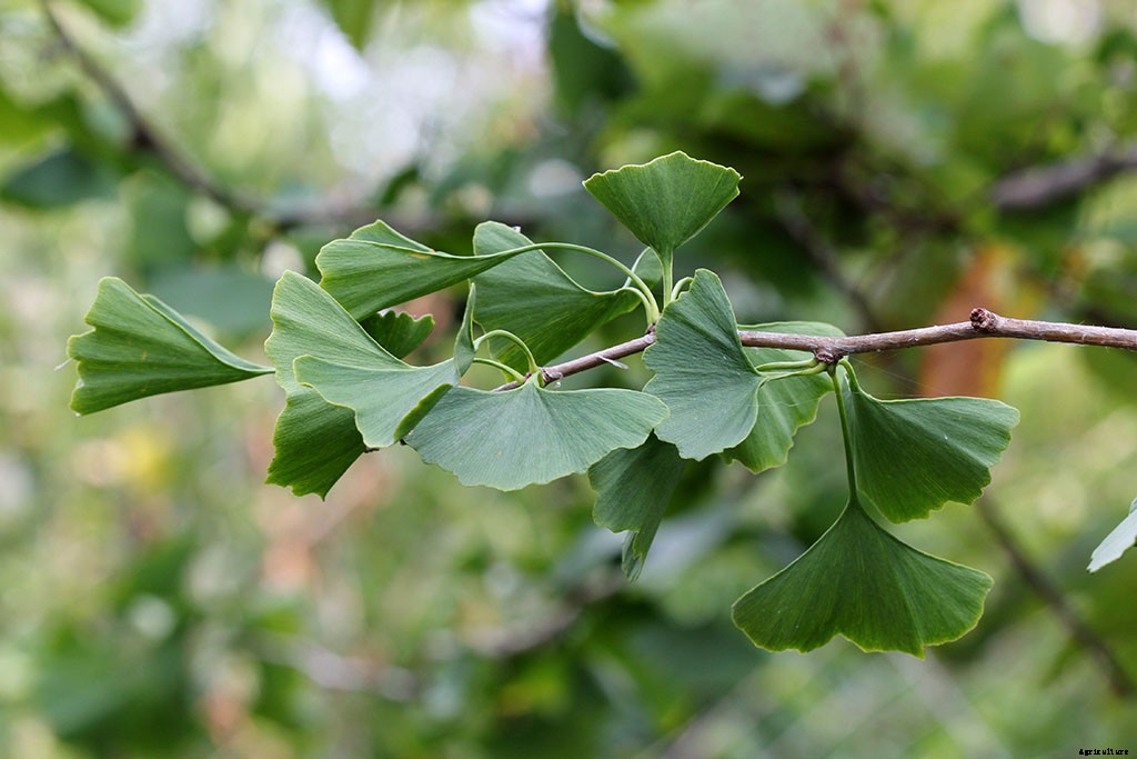 7 Medicinal Plants You Can Grow at Home