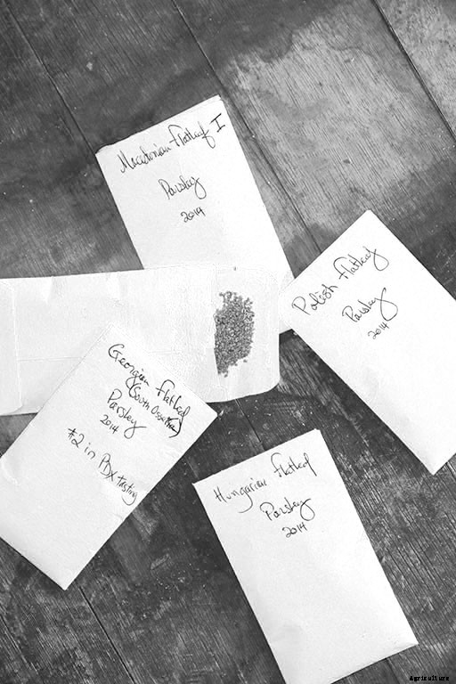 Why We Need to Revitalize Organic Seed Farming