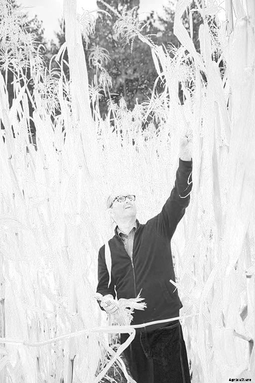 Why We Need to Revitalize Organic Seed Farming