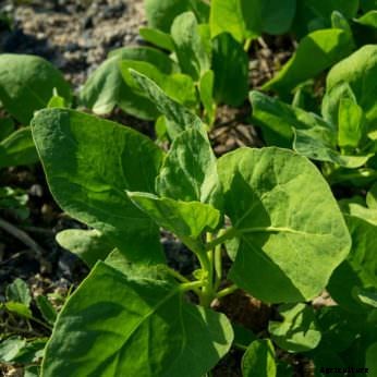 7 Gourmet Vegetables to Plant Now for Fall Harvest