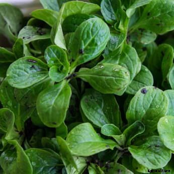 7 Gourmet Vegetables to Plant Now for Fall Harvest