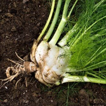 7 Gourmet Vegetables to Plant Now for Fall Harvest