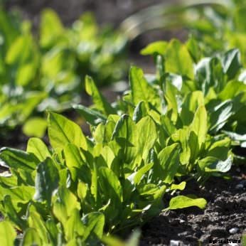 7 Gourmet Vegetables to Plant Now for Fall Harvest