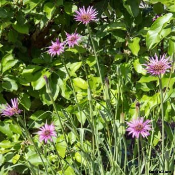 7 Gourmet Vegetables to Plant Now for Fall Harvest