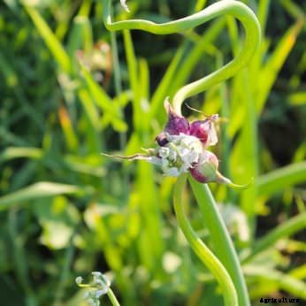 7 Gourmet Vegetables to Plant Now for Fall Harvest
