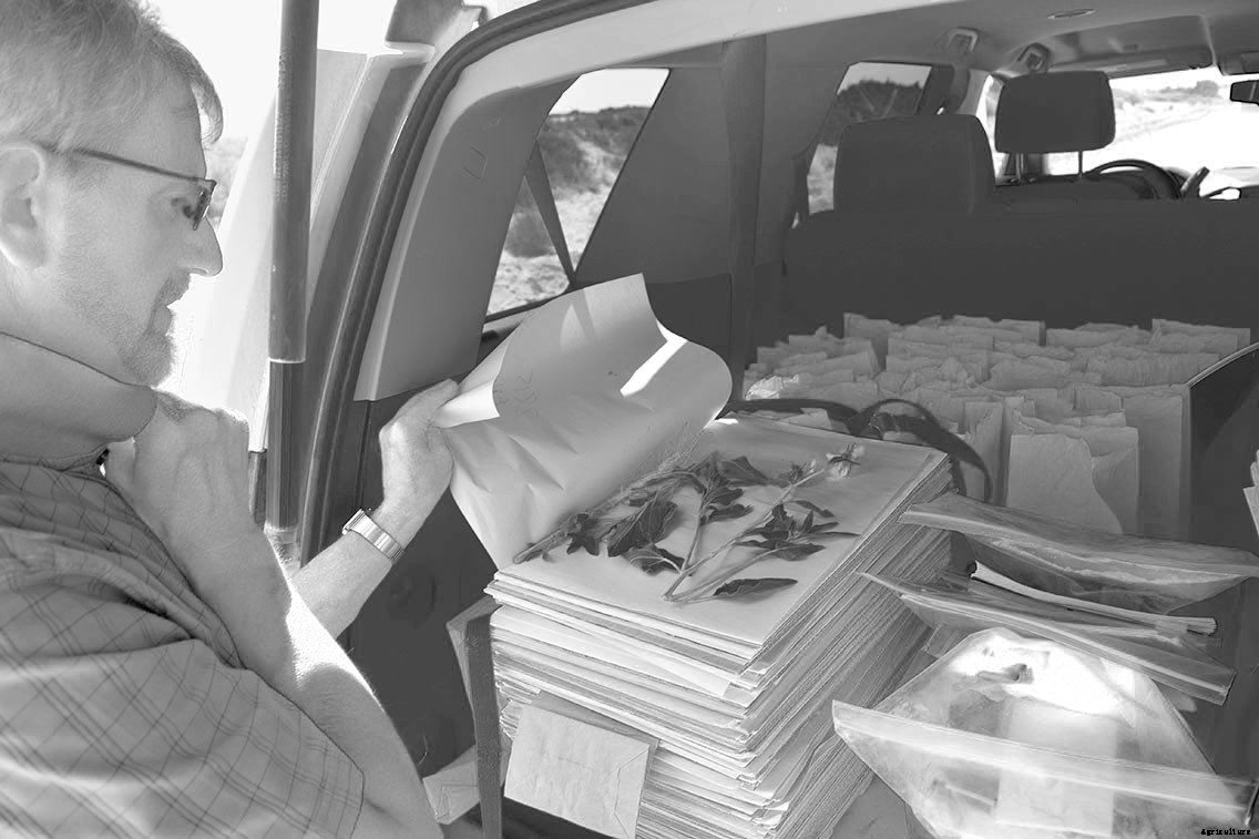 Meet the Scientists Hunting and Saving Wild Sunflower Seeds