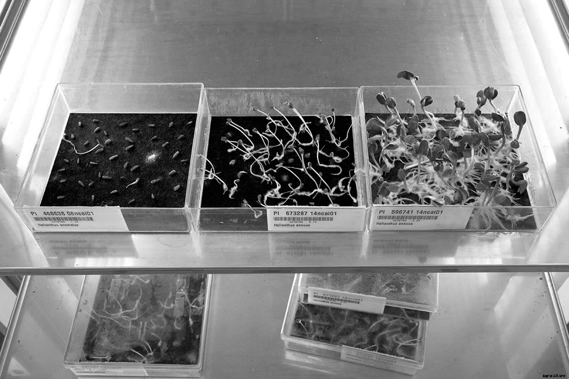 Meet the Scientists Hunting and Saving Wild Sunflower Seeds