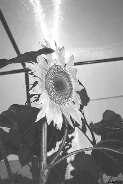 Meet the Scientists Hunting and Saving Wild Sunflower Seeds