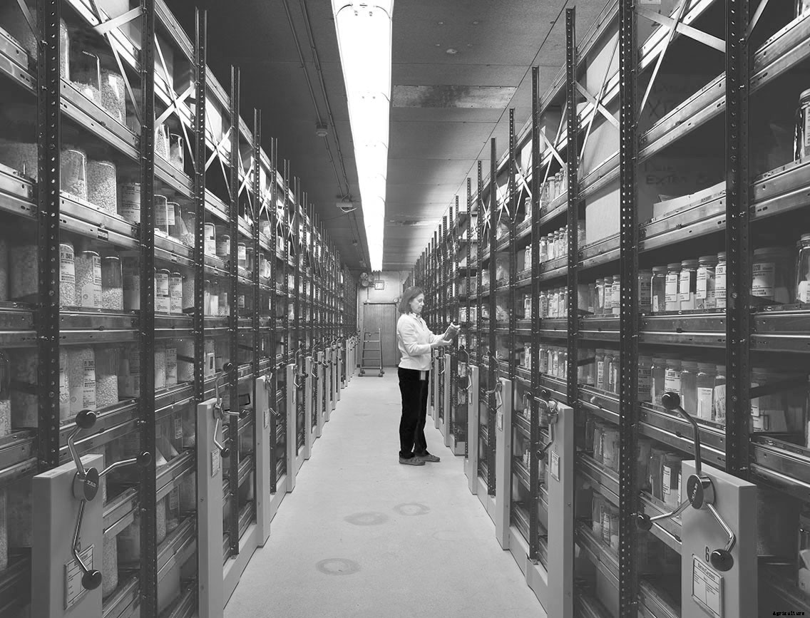 Meet the Scientists Hunting and Saving Wild Sunflower Seeds