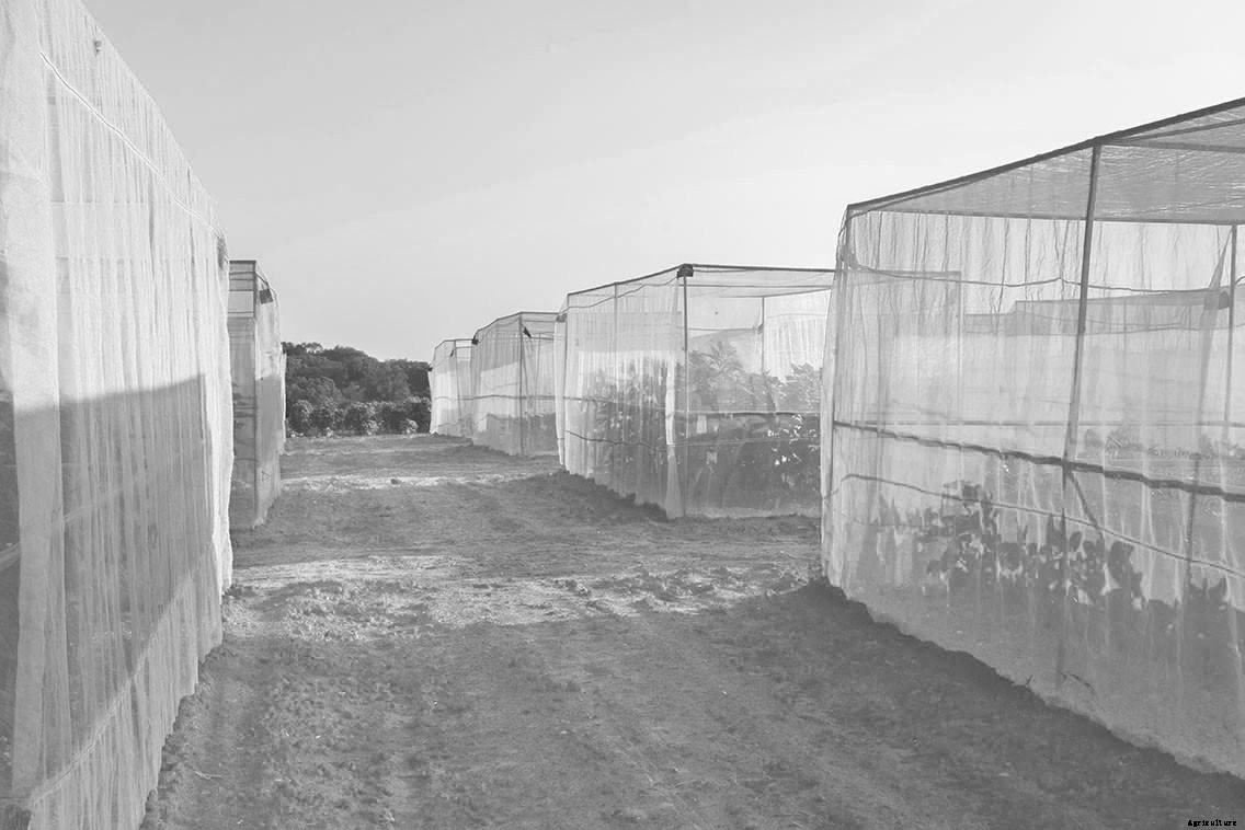 Meet the Scientists Hunting and Saving Wild Sunflower Seeds