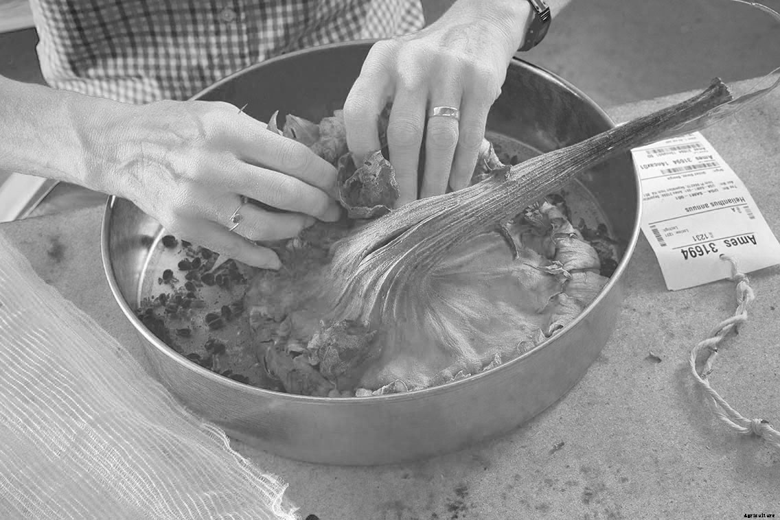 Meet the Scientists Hunting and Saving Wild Sunflower Seeds