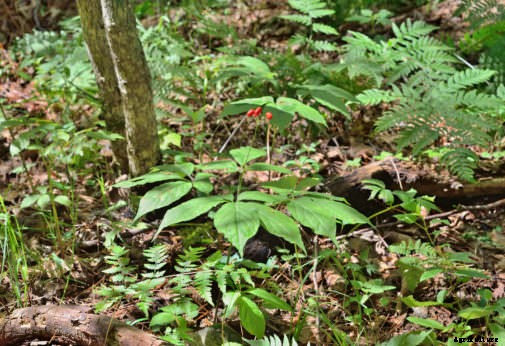 5 of the Most Valuable Crops You Can Grow in the US & How to Grow Them