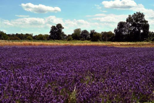 5 of the Most Valuable Crops You Can Grow in the US & How to Grow Them