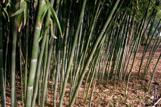 5 of the Most Valuable Crops You Can Grow in the US & How to Grow Them