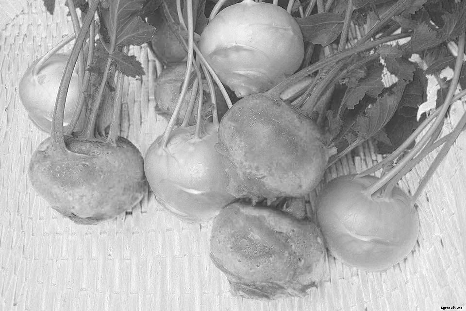 18 Incredible Edibles to Plant Now