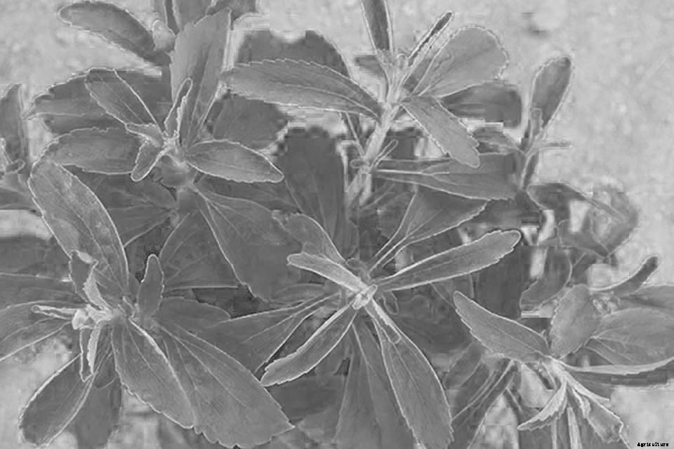 18 Incredible Edibles to Plant Now