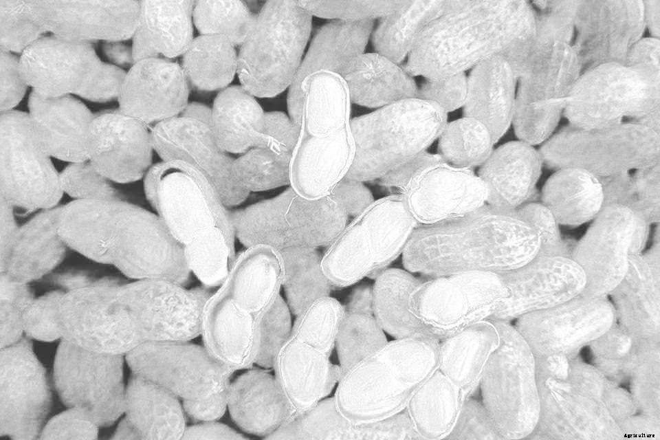 18 Incredible Edibles to Plant Now