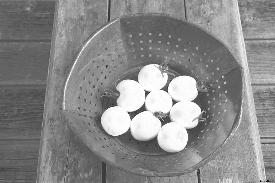 18 Incredible Edibles to Plant Now