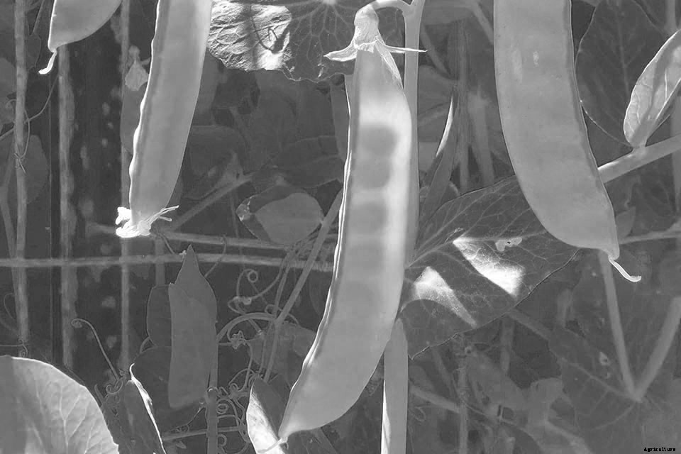 18 Incredible Edibles to Plant Now