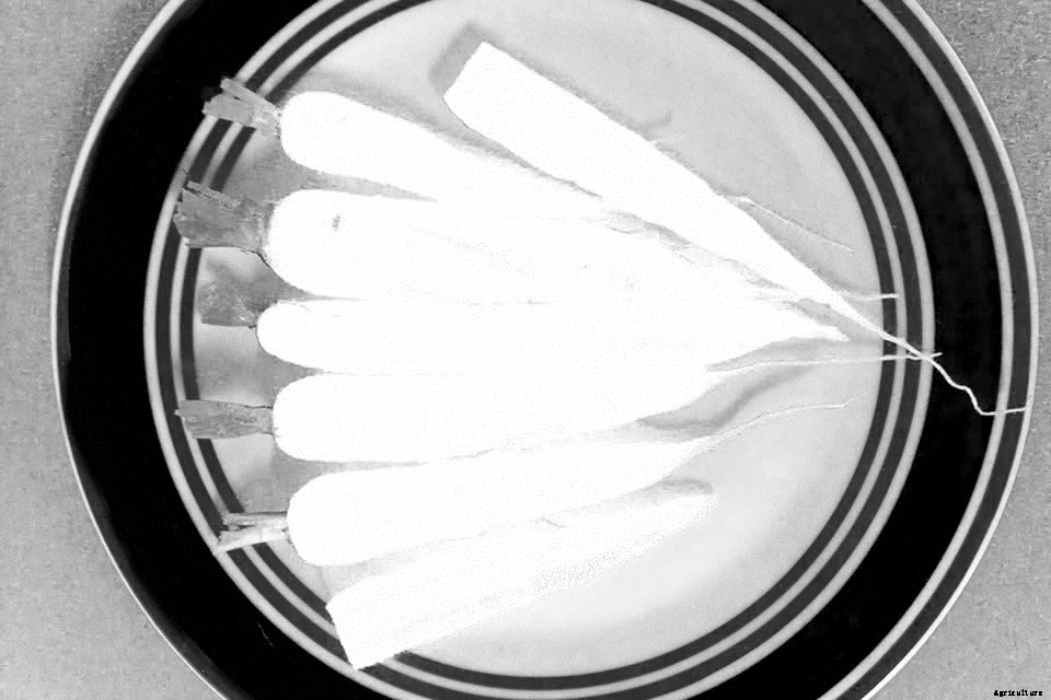 18 Incredible Edibles to Plant Now