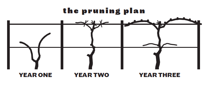 Cropped: How to Grow Cold-Hardy Wine Grapes