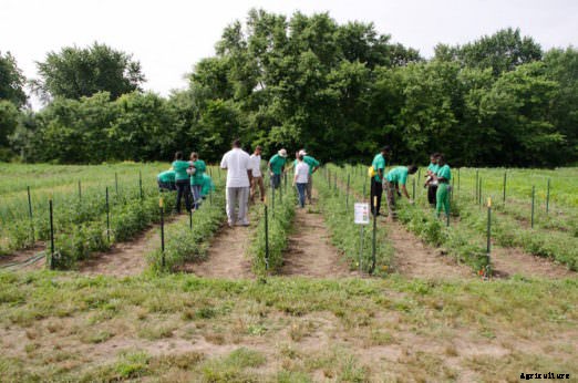 Indianapolis’ Urban Farms Help Tackle Urban Problems