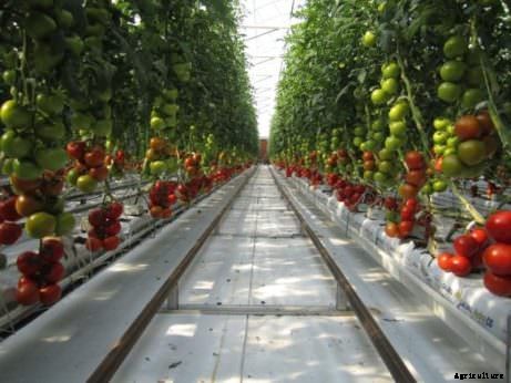 This Farm Uses Only Sun and Seawater to Grow Food