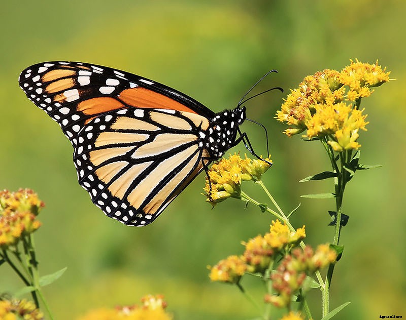 8 Fall-Blooming Flowers Friendly to Bees, Birds, and Butterflies