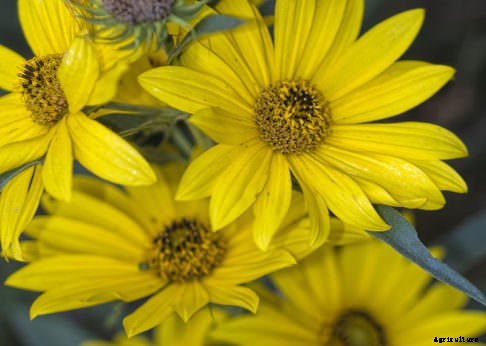 8 Fall-Blooming Flowers Friendly to Bees, Birds, and Butterflies