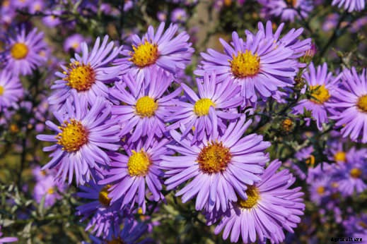 8 Fall-Blooming Flowers Friendly to Bees, Birds, and Butterflies