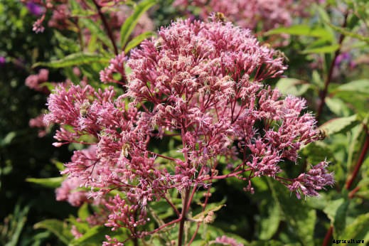 8 Fall-Blooming Flowers Friendly to Bees, Birds, and Butterflies