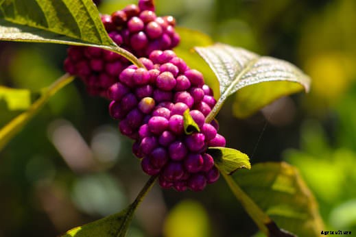 8 Fall-Blooming Flowers Friendly to Bees, Birds, and Butterflies