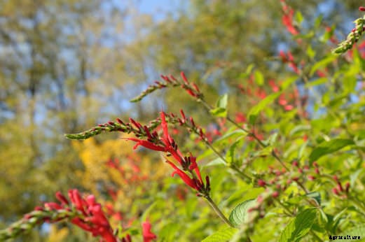8 Fall-Blooming Flowers Friendly to Bees, Birds, and Butterflies