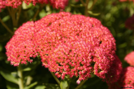 8 Fall-Blooming Flowers Friendly to Bees, Birds, and Butterflies
