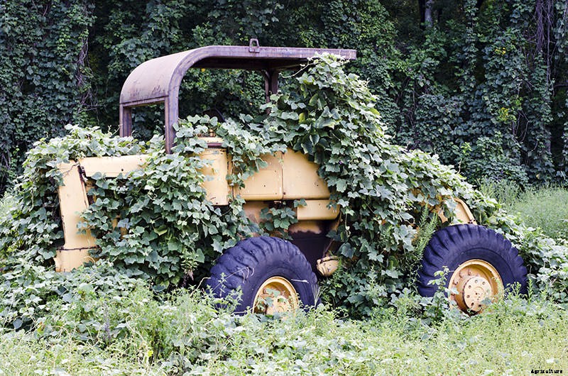 How Kudzu, “The Vine that Ate the South,” Put Southern Agriculture on the Skids