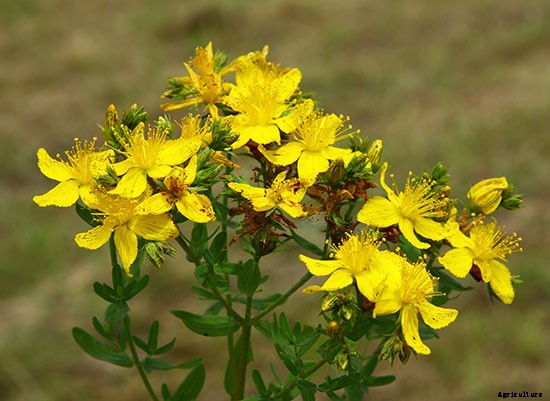 The Healing Garden: How to Grow 7 Medicinal Herbs at Home