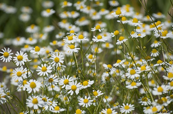 The Healing Garden: How to Grow 7 Medicinal Herbs at Home
