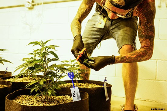 A Greener Weed: Certified Pesticide-Free Cannabis Comes to Colorado