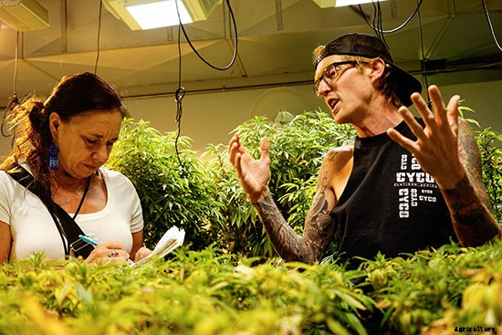 A Greener Weed: Certified Pesticide-Free Cannabis Comes to Colorado