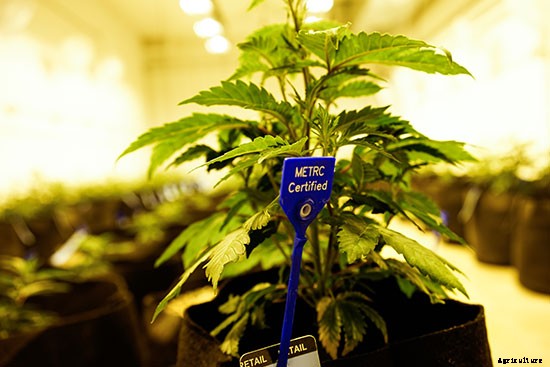 A Greener Weed: Certified Pesticide-Free Cannabis Comes to Colorado