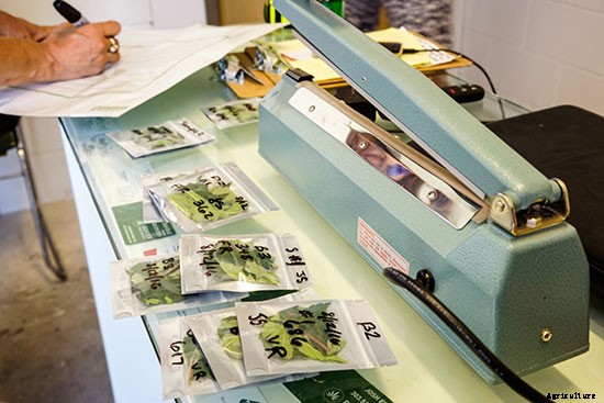 A Greener Weed: Certified Pesticide-Free Cannabis Comes to Colorado