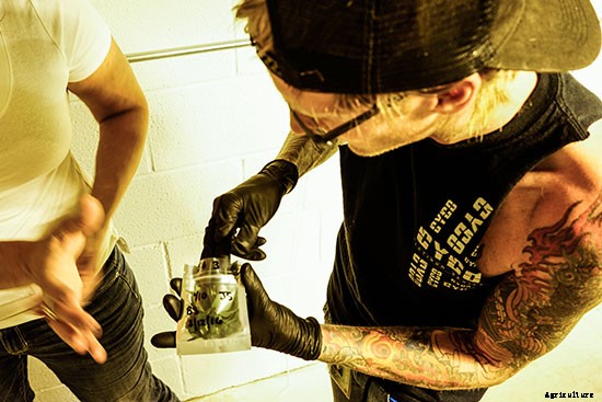 A Greener Weed: Certified Pesticide-Free Cannabis Comes to Colorado